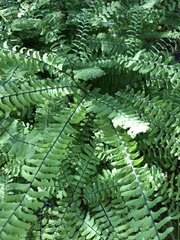 Adiantum aleuticum aleuticum