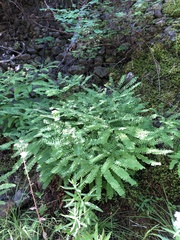 Adiantum aleuticum aleuticum