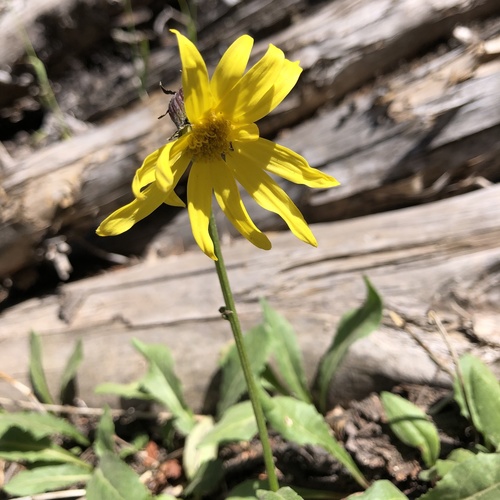 Senecio amplectens var. amplectens