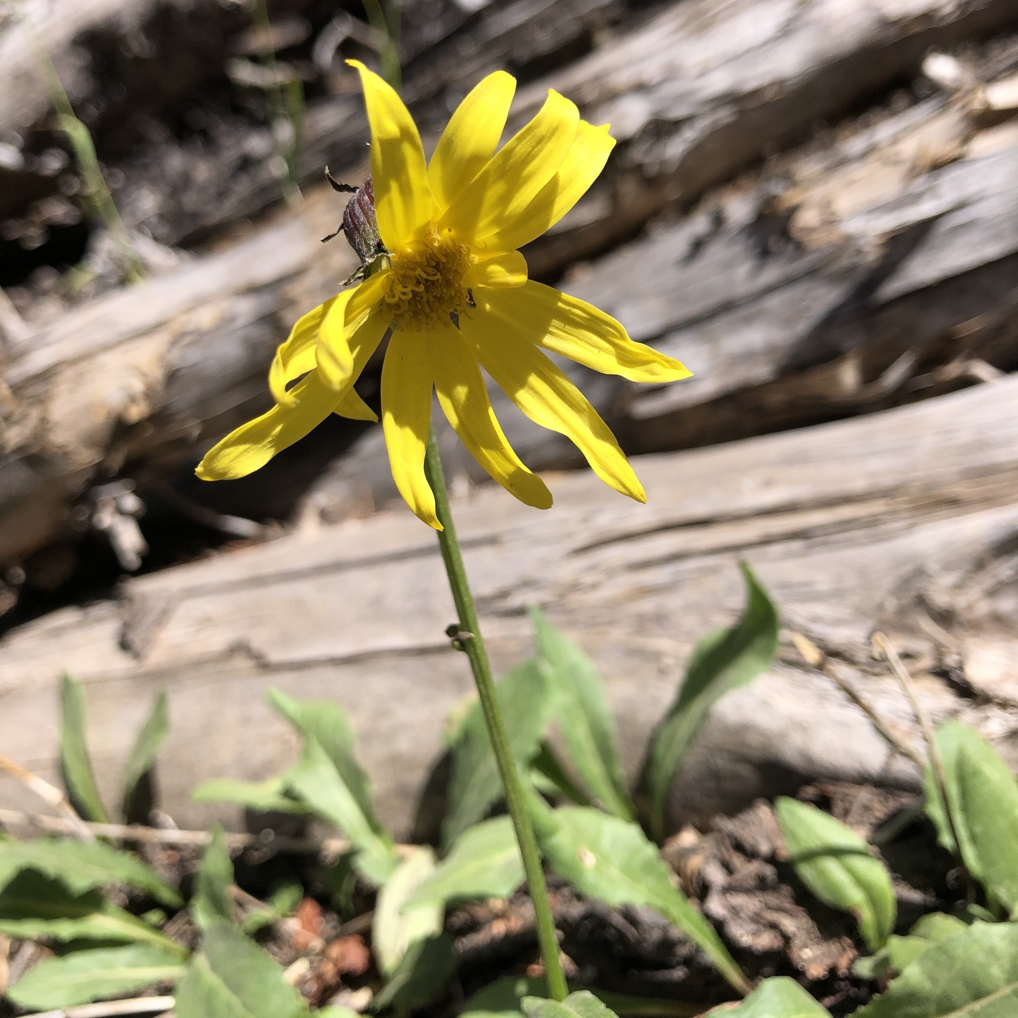 Senecio amplectens var. amplectens