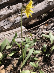 Senecio amplectens amplectens