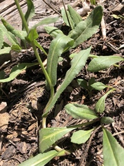 Senecio amplectens amplectens
