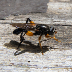 Chalcosyrphus curvaria