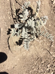 Astragalus purshii