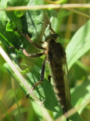 Promachus vertebratus