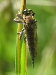 Promachus vertebratus