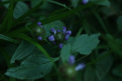 Prunella vulgaris