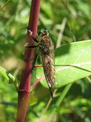 Promachus vertebratus