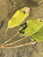 Potamogeton amplifolius