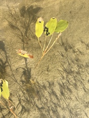 Potamogeton amplifolius