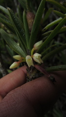 Maxillaria aggregata