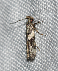 Coleotechnites atrupictella