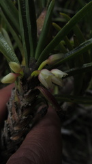 Maxillaria aggregata