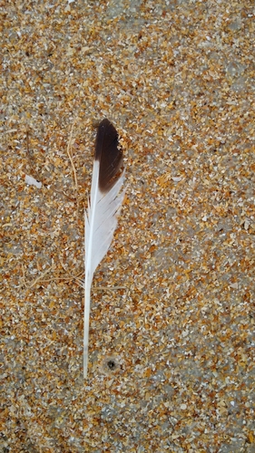 Charadriiformes