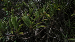 Maxillaria aggregata
