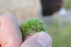 Setaria viridis major
