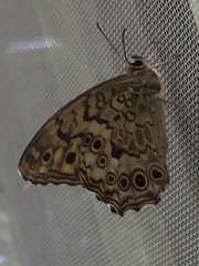 Neope goschkevitschii