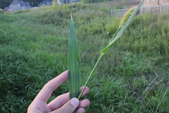 Setaria viridis major