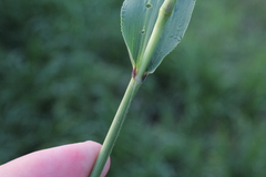 Setaria viridis major