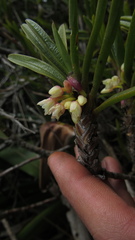 Maxillaria aggregata