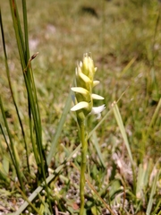 Spiranthes diluvialis