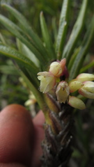 Maxillaria aggregata