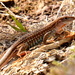 Common Spotted Whiptail - Photo (c) Art Mur, some rights reserved (CC BY-NC-ND), uploaded by Art Mur