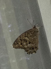 Neope goschkevitschii