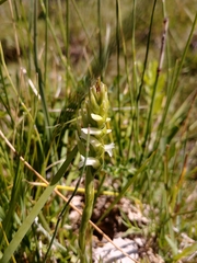 Spiranthes diluvialis