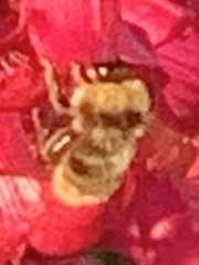 Bombus appositus