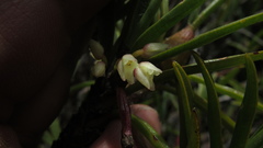 Maxillaria aggregata