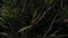 Maxillaria aggregata