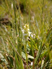 Spiranthes diluvialis