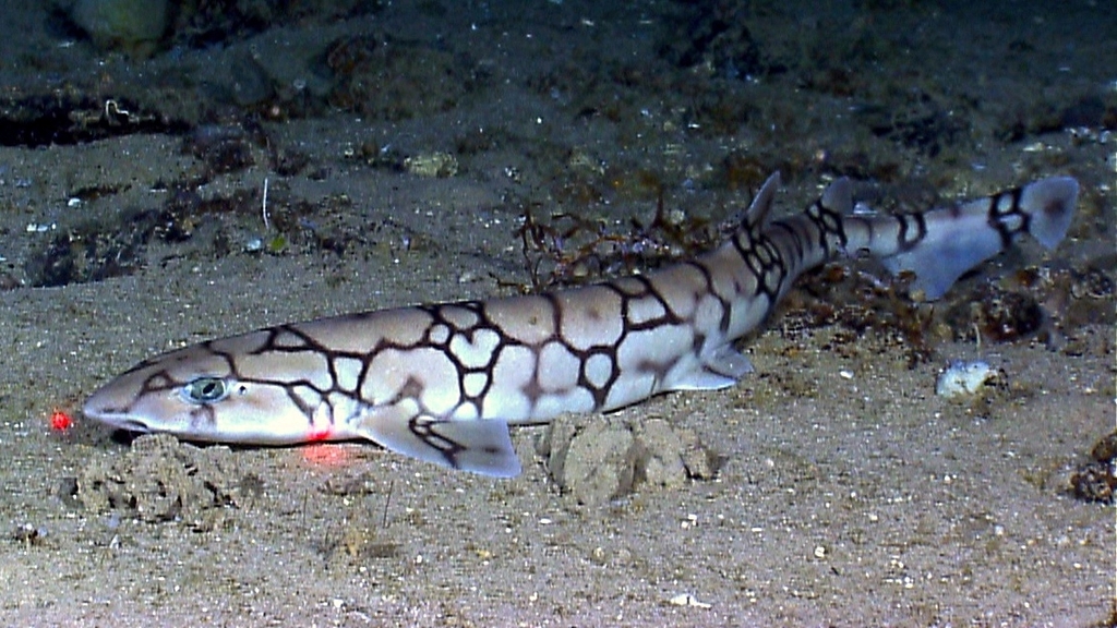 Chain Catshark