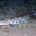 Tiburón Cadena - Photo 
NOAA Okeanos Explorer Program, sin restricciones conocidas de derechos (dominio publico)