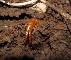 Theatops spinicaudus