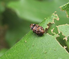 Brachys ovatus