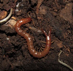 Theatops spinicaudus