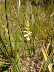 Spiranthes diluvialis
