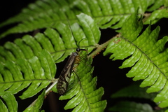 Panorpa multifasciaria