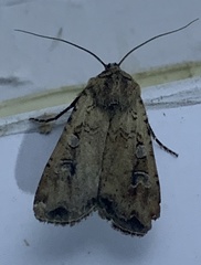 Euxoa ochrogaster