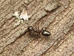 Crematogaster emeryana