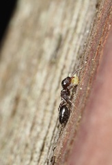 Crematogaster emeryana
