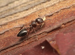 Crematogaster emeryana