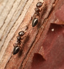 Crematogaster emeryana