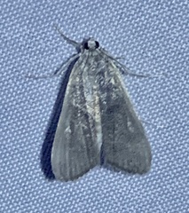 Parapoynx maculalis