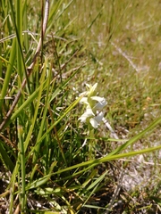 Spiranthes diluvialis