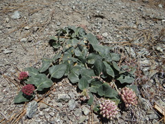 Asclepias solanoana