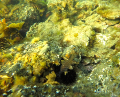 Vincentia conspersa
