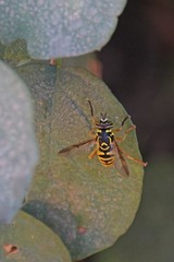 Spilomyia interrupta